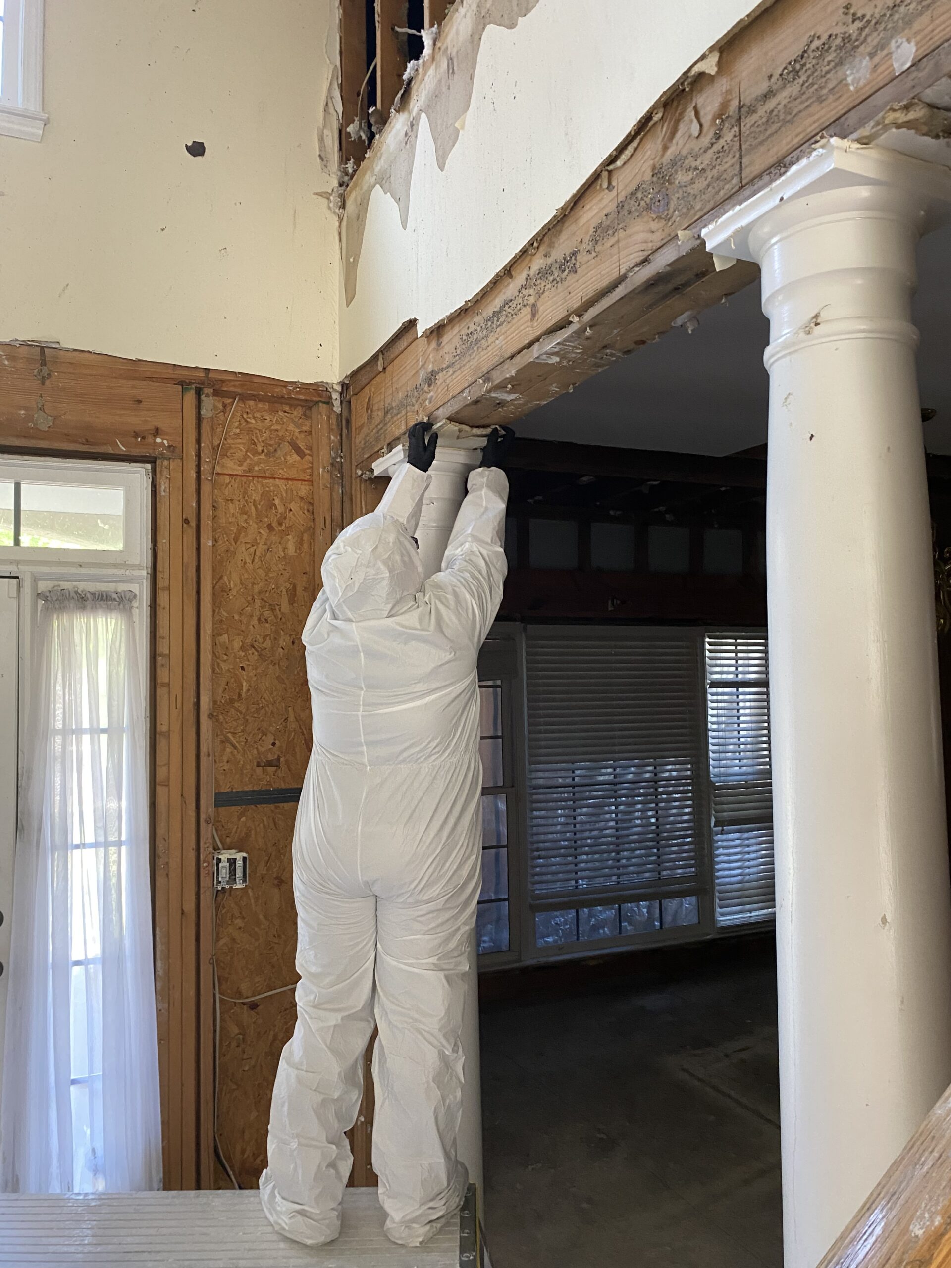 Mold damage restorstion