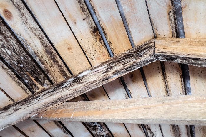 attic mold restorstion