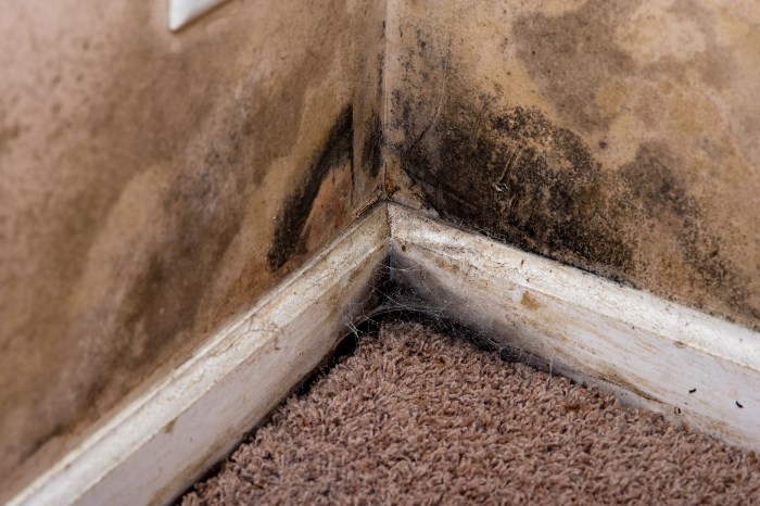 Mold damage restorstion