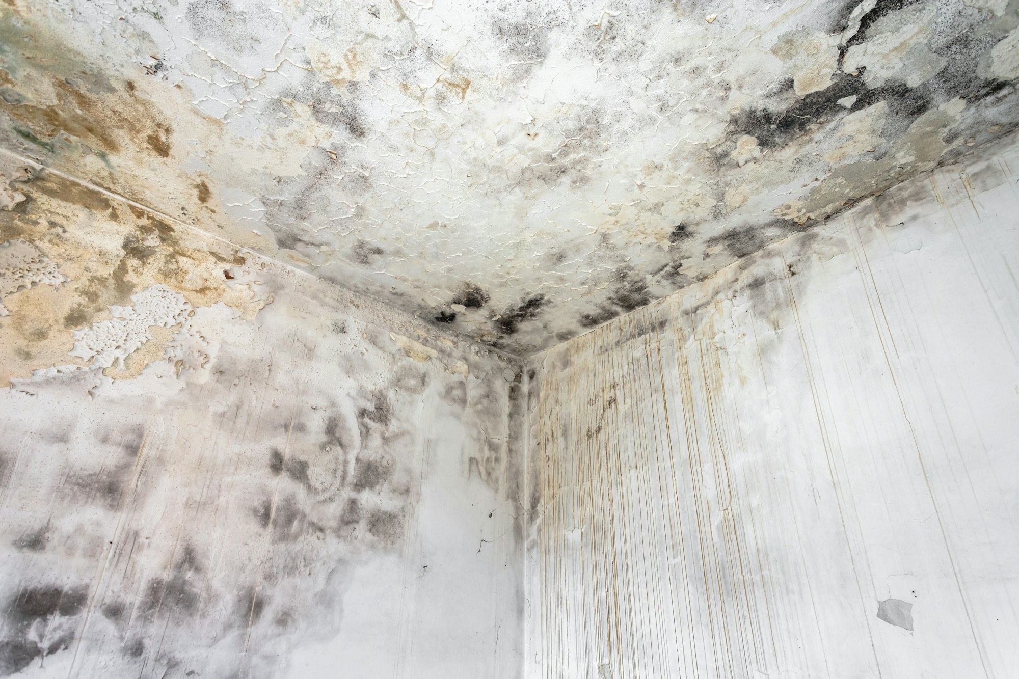 Understanding Mold: Causes, Prevention, and Restoration